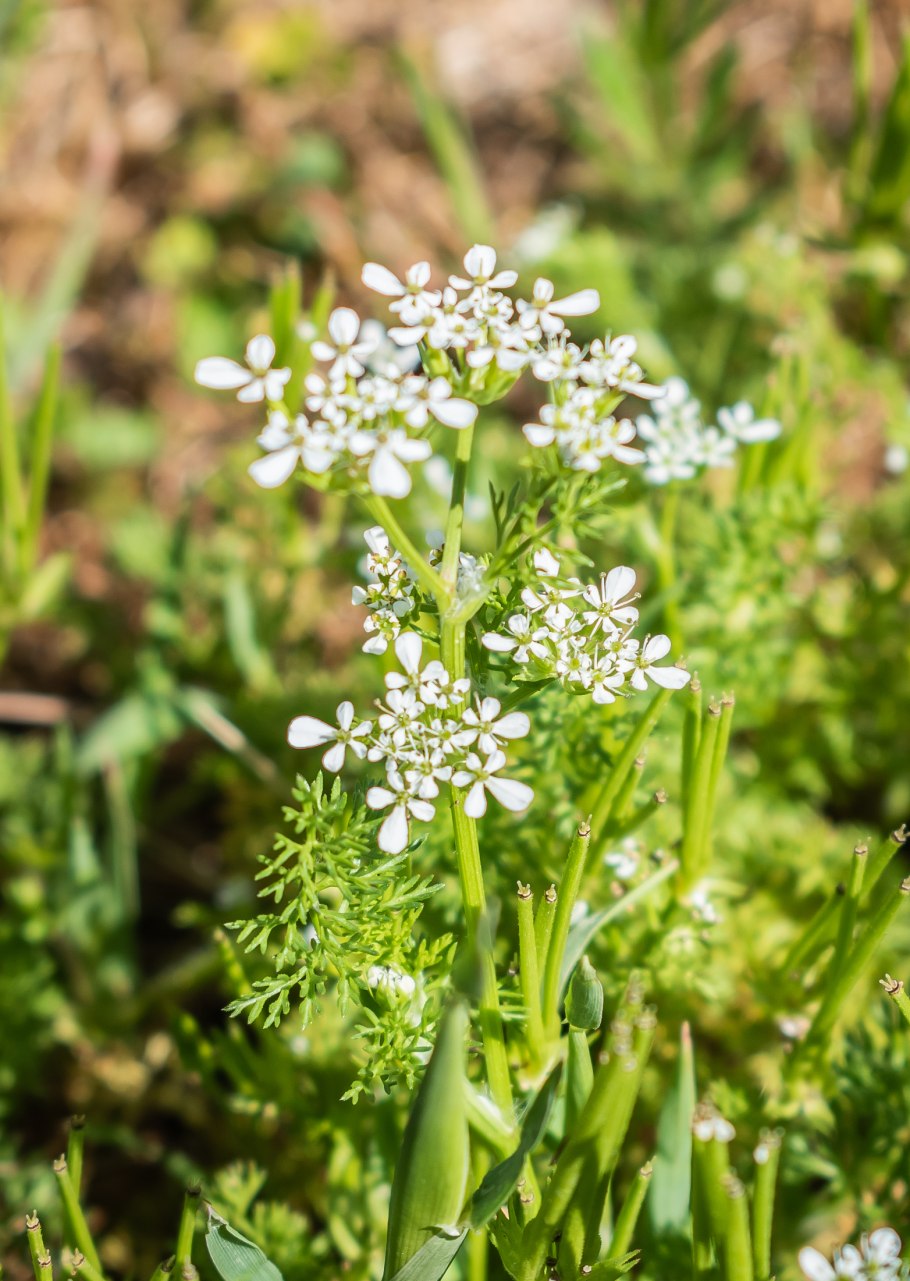 Скандикс серповидный