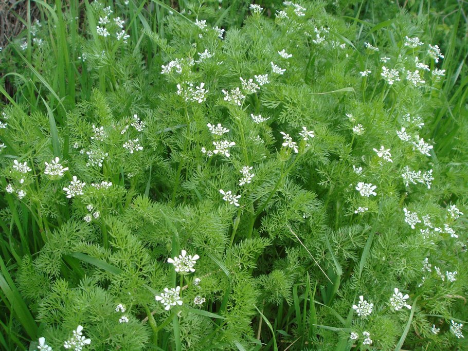 Scandix Pecten-Veneris гербарий