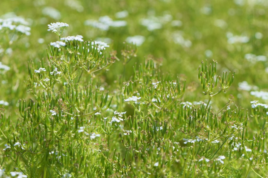 Scandix Pecten-Veneris семена