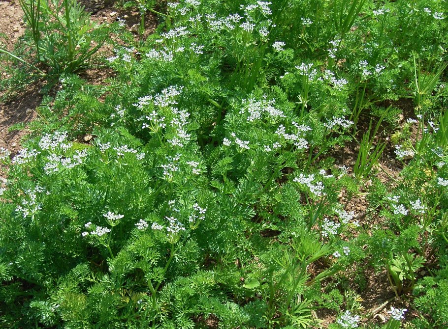 Скандикс гребенчатый растение