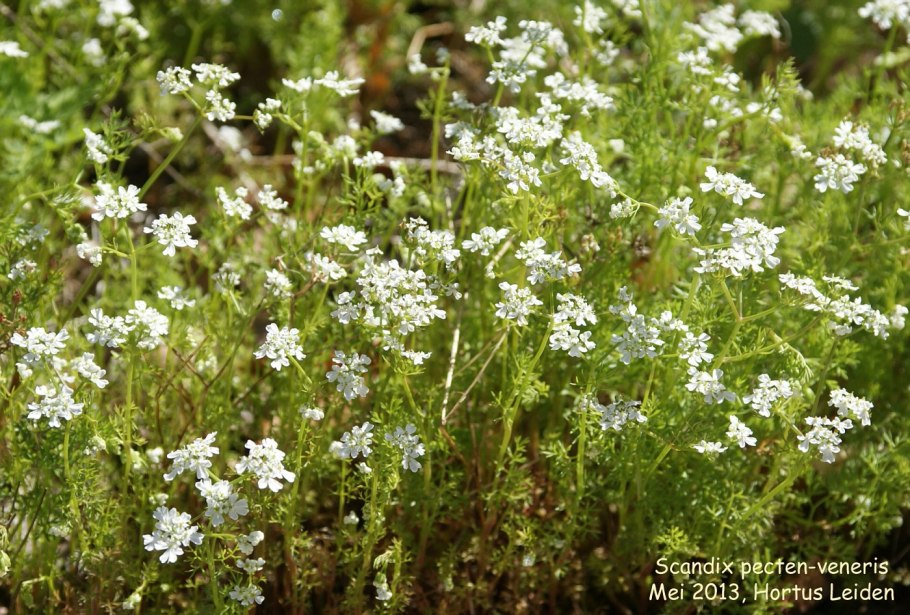 Скандикс гребенчатый растение