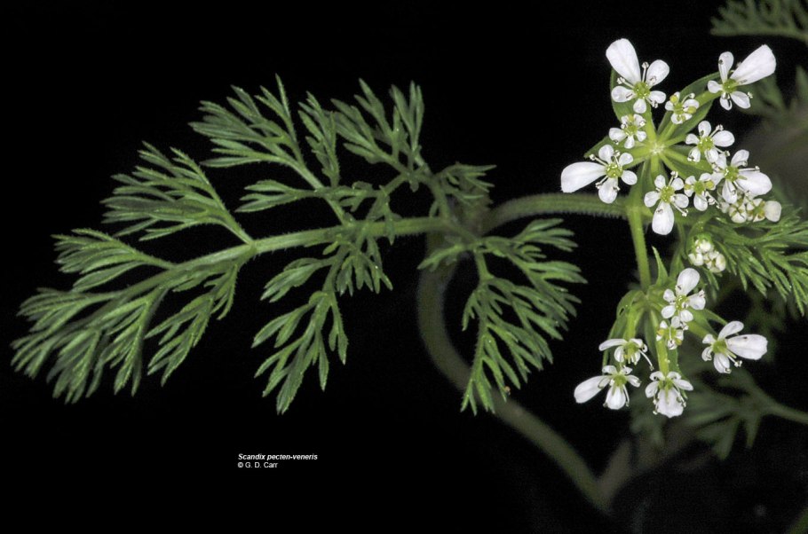 Scandix Pecten-Veneris семена