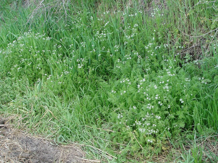 Скандикс растение