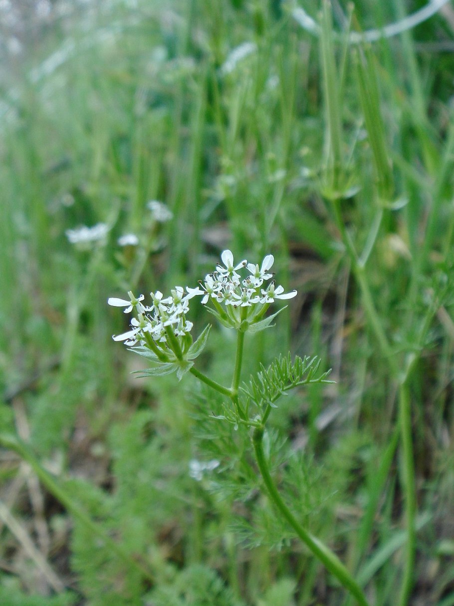 Внешнее строение Cestus Veneris