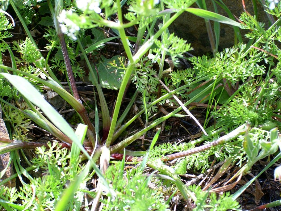 Скандикс Красноярск