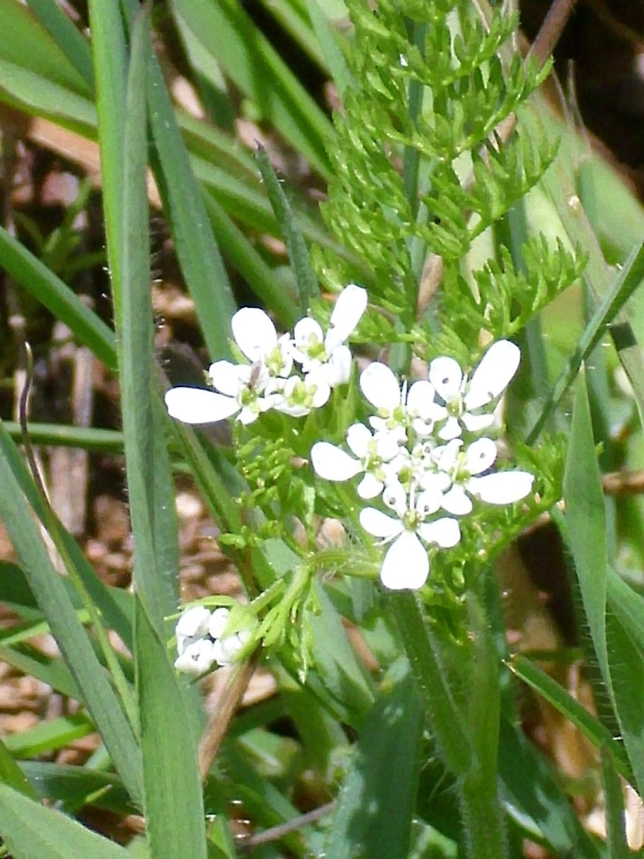 Scandix Pecten-Veneris гербарий