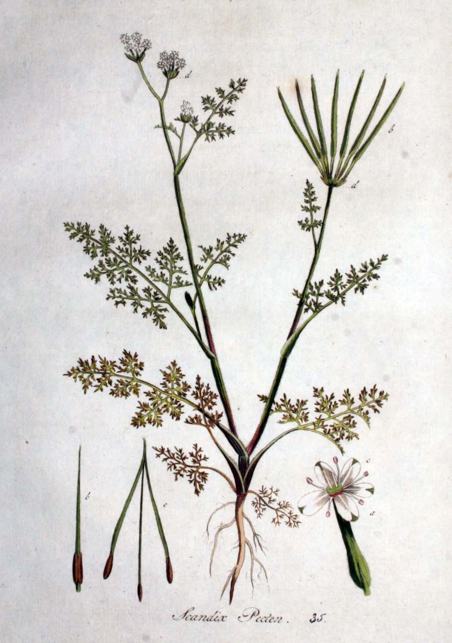 Гериций (ежевик) коралловидный