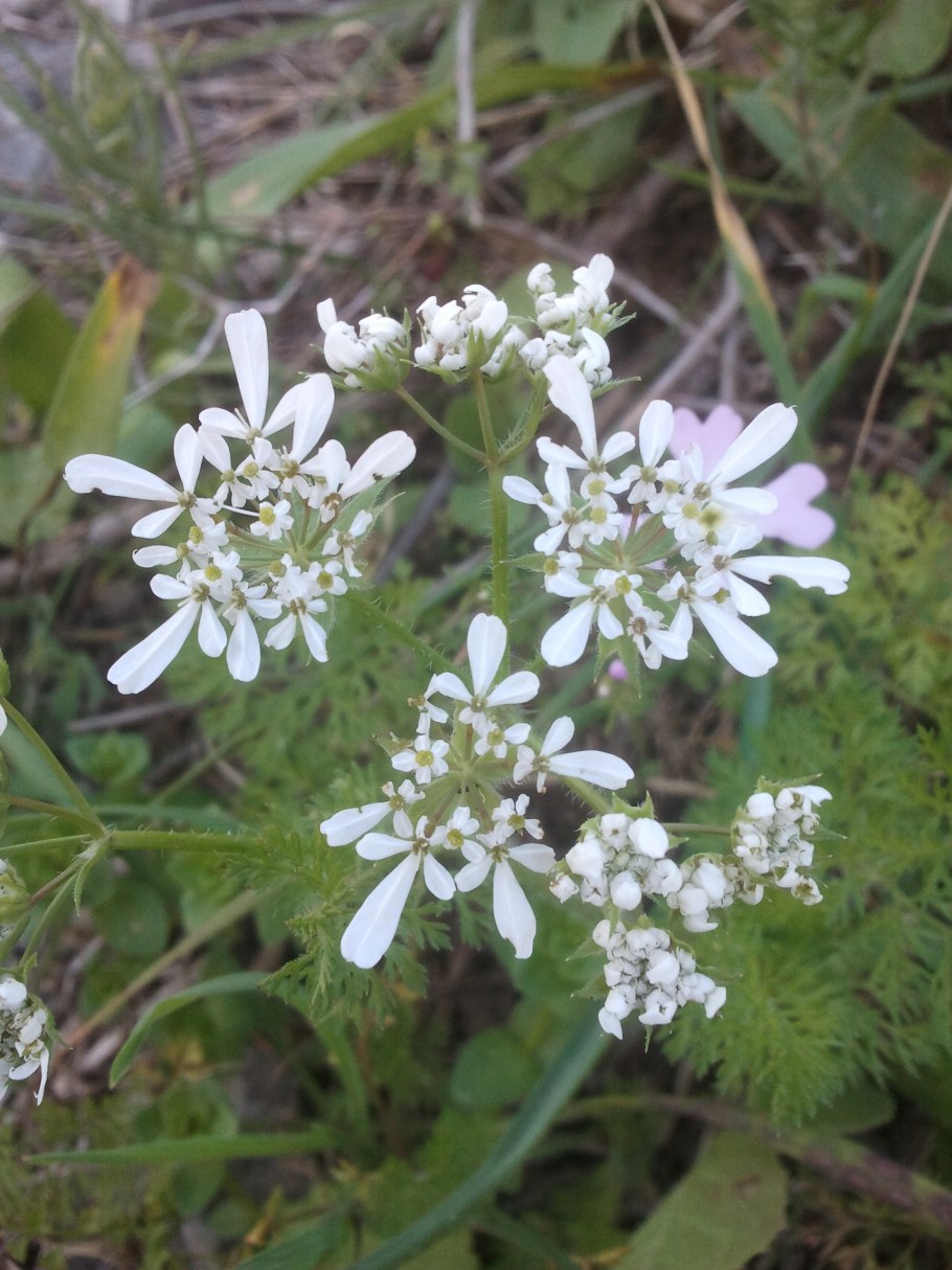 Scandix grandiflora описание