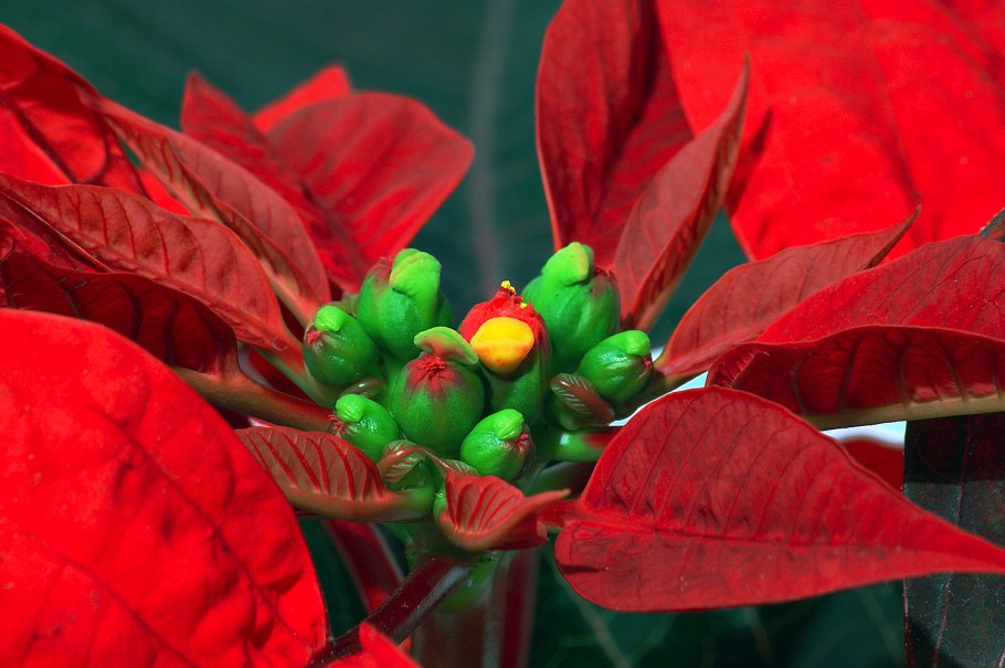 Пуансеттия Euphorbia pulcherrima