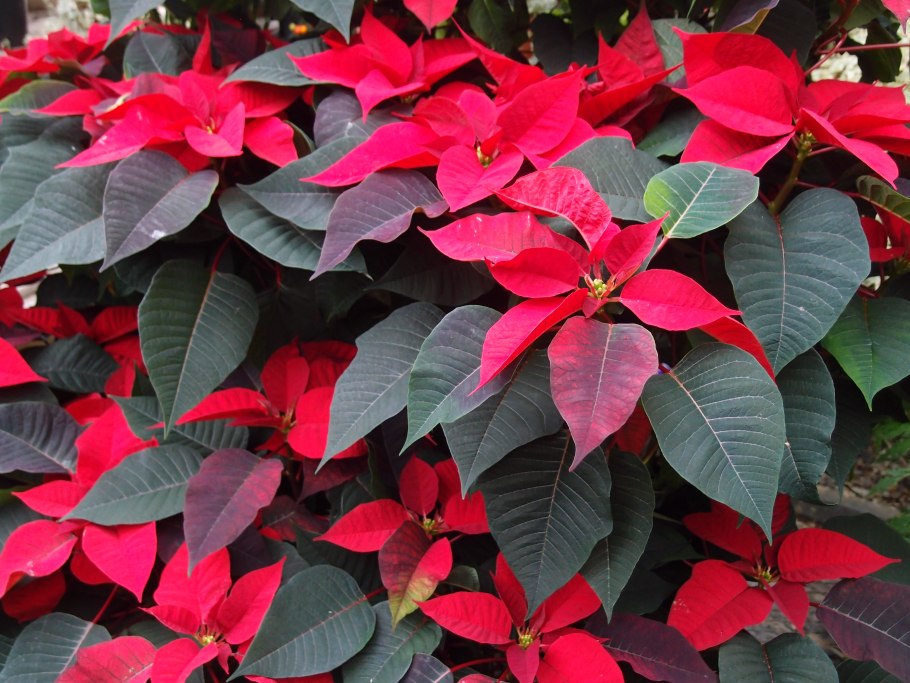 Молочайные (Euphorbiaceae)