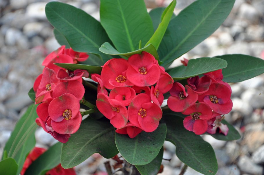 Euphorbia pulcherrima