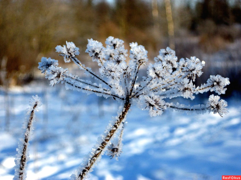 Календула под снегом