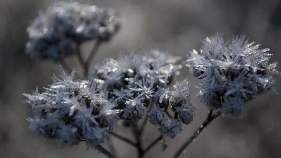 Морозные цветы