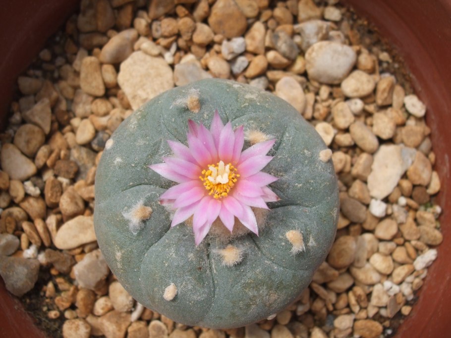 Lophophora williamsii