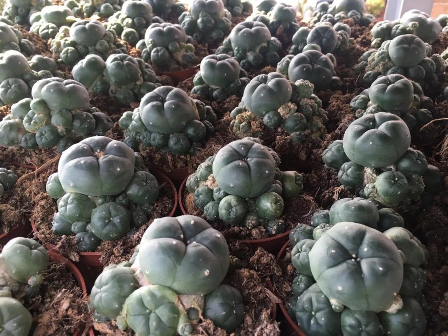 Кактус Lophophora williamsii