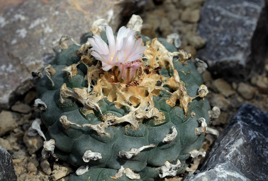 Лофофора ежистая