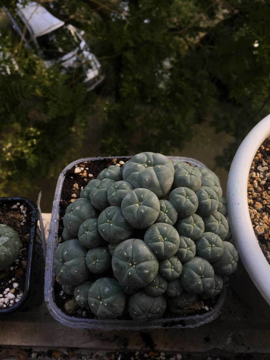 Lophophora Mixed