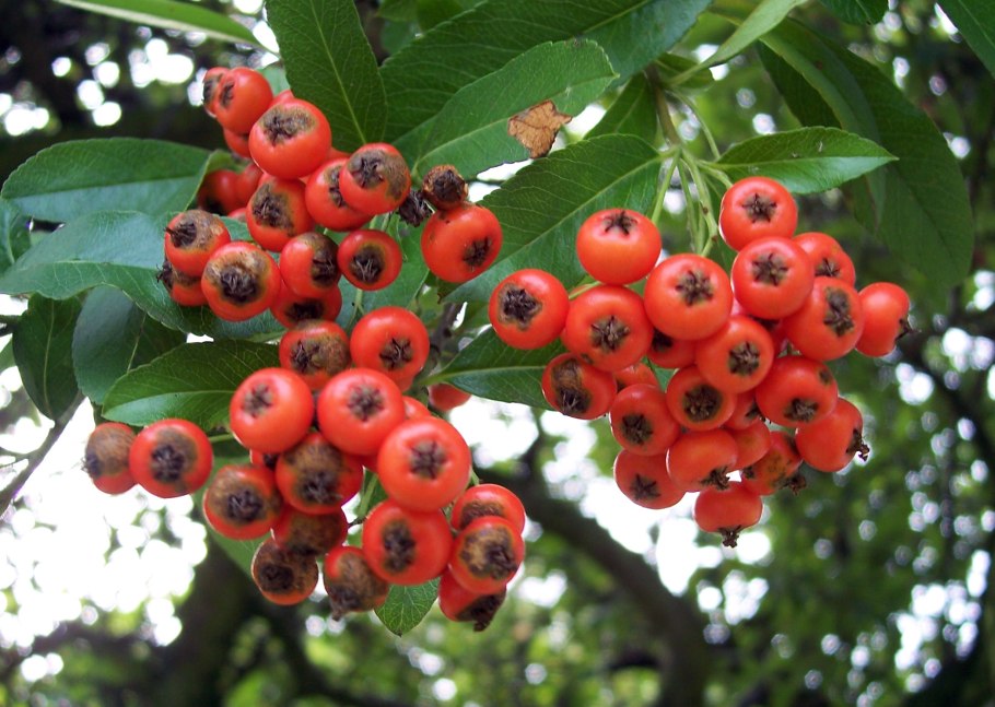 Боярышник ‘Crus Galli’
