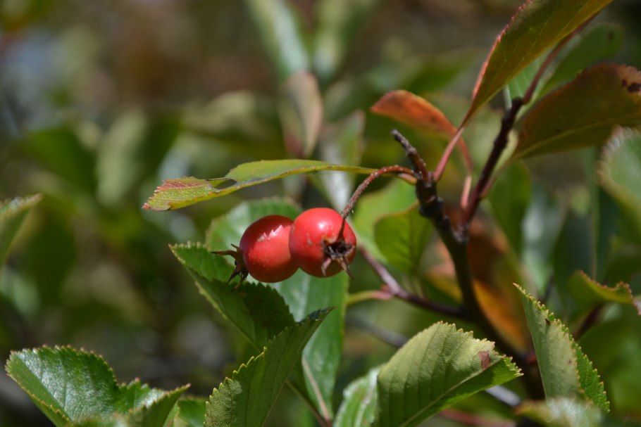 Боярышник сливолистный (Crataegus prunifolia)