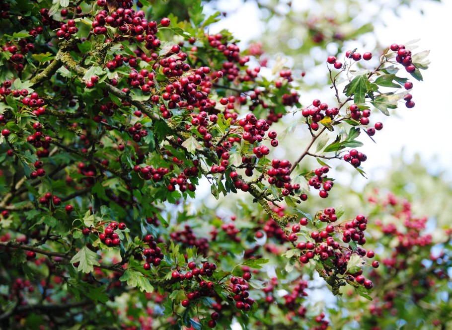 Боярышник сливолистный