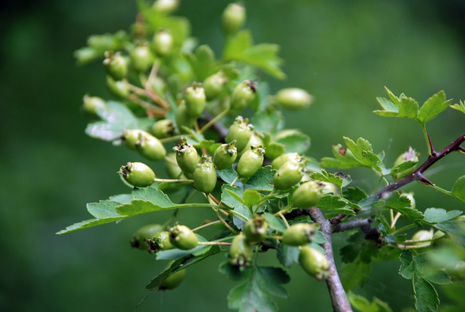 Боярышник Сибирский кроваво-красный