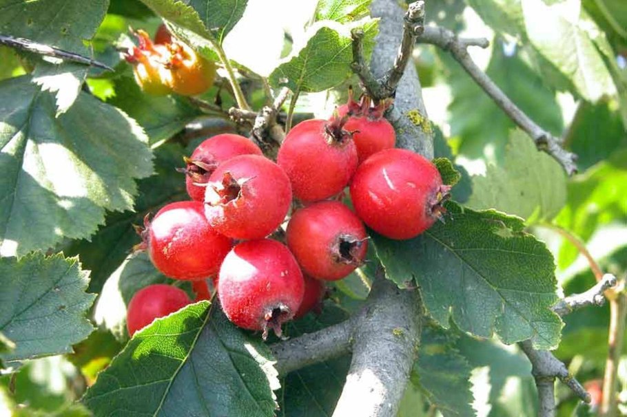 Crataegus Crus-Galli l