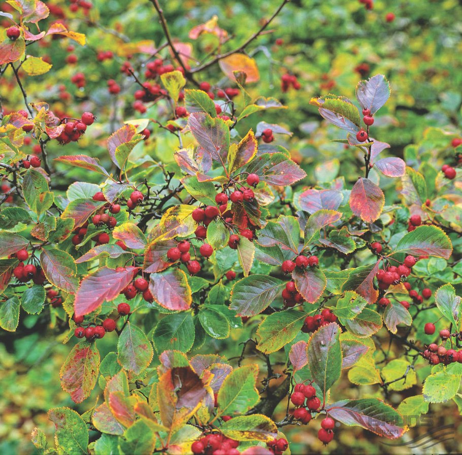 Боярышник шпорцевый