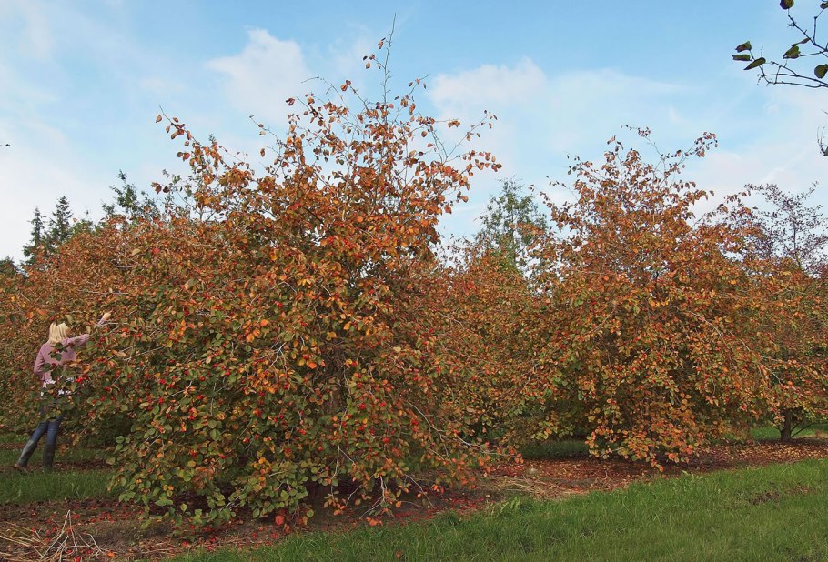 Боярышник колючий - Crataegus oxyacantha