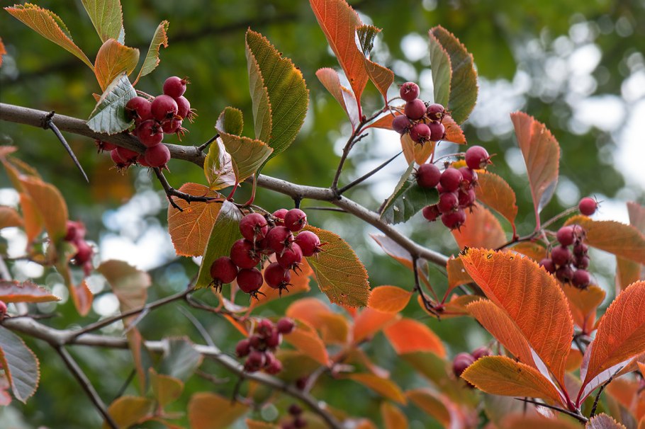 Боярышник Crataegus laevigata