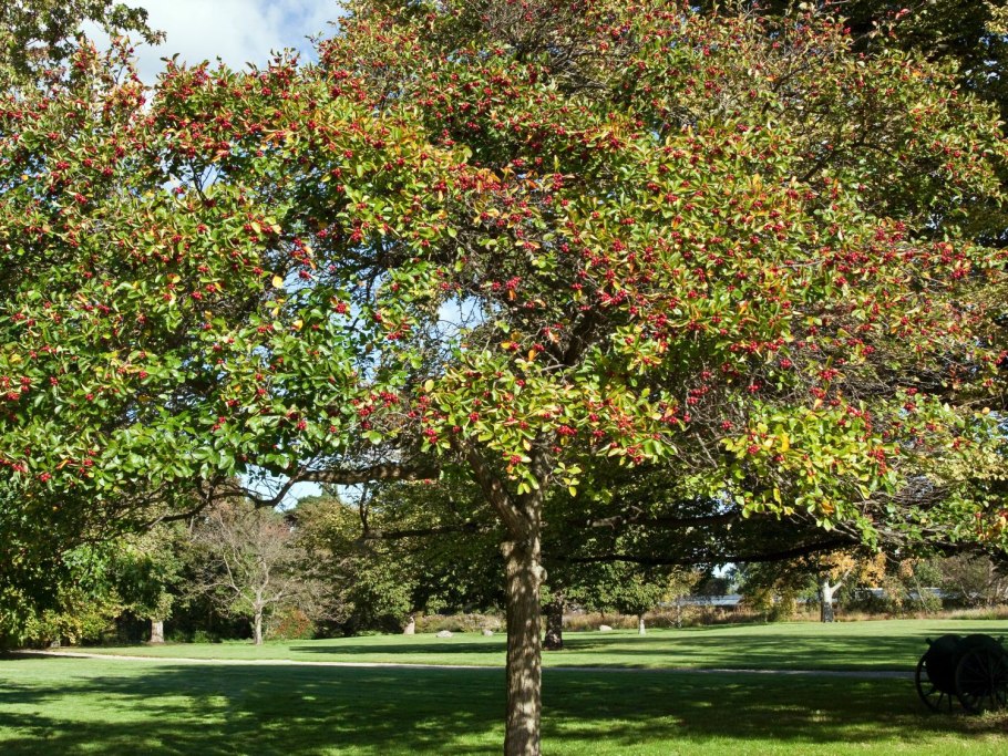 Crataegus Crus-Galli