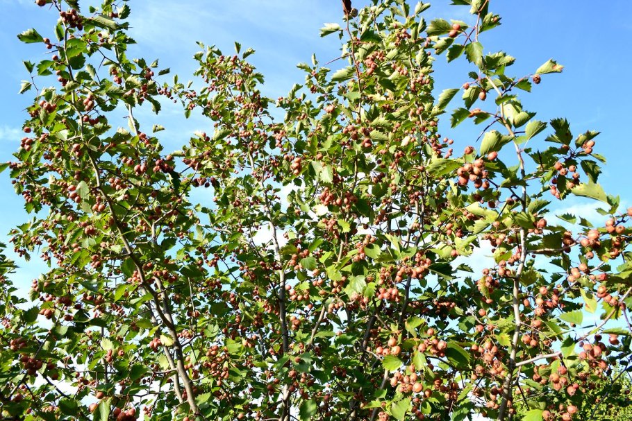 Боярышник крупноколючковый