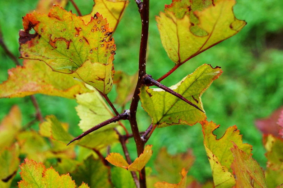 Боярышник Дугласа Crataegus