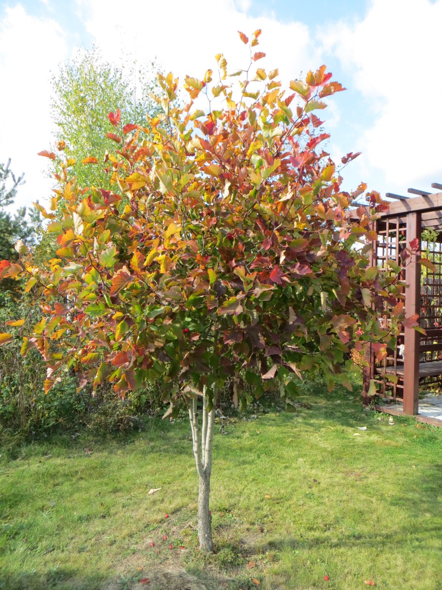 Боярышник сортовой