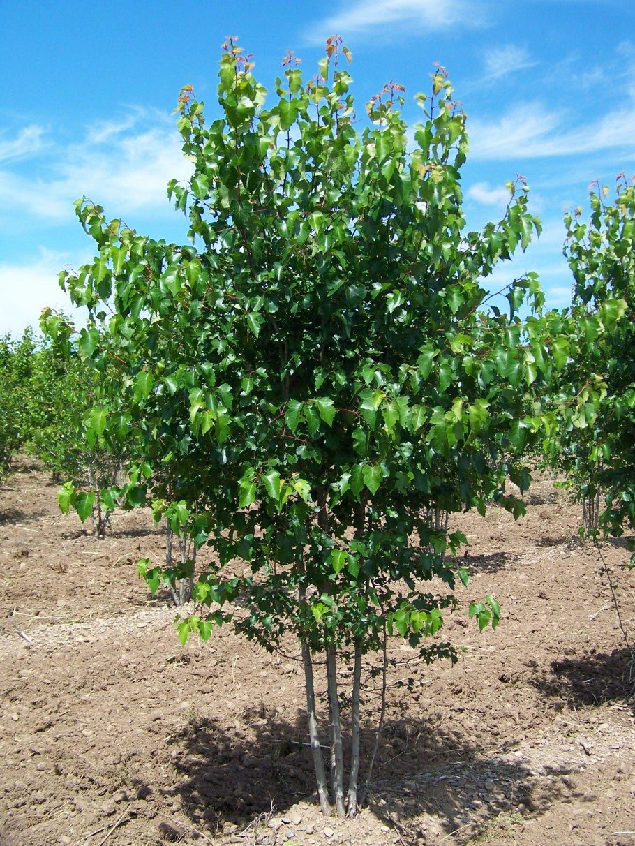 Боярышник Сибирский осень