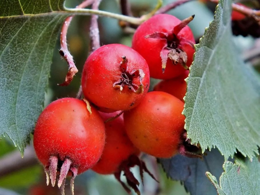 Боярышник шероховатолистный