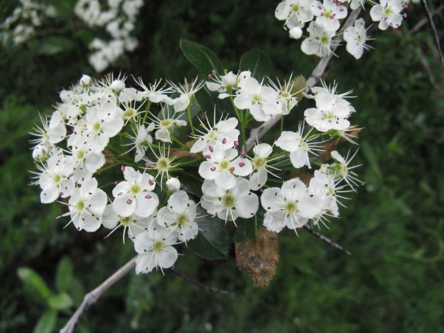 Crataegus Crus-Galli