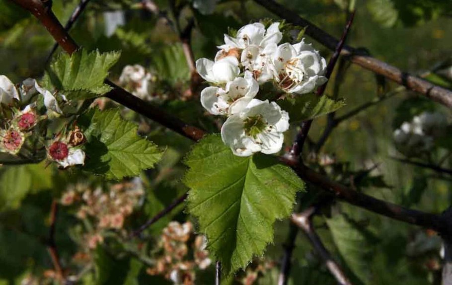 Боярышник ‘Crus Galli’