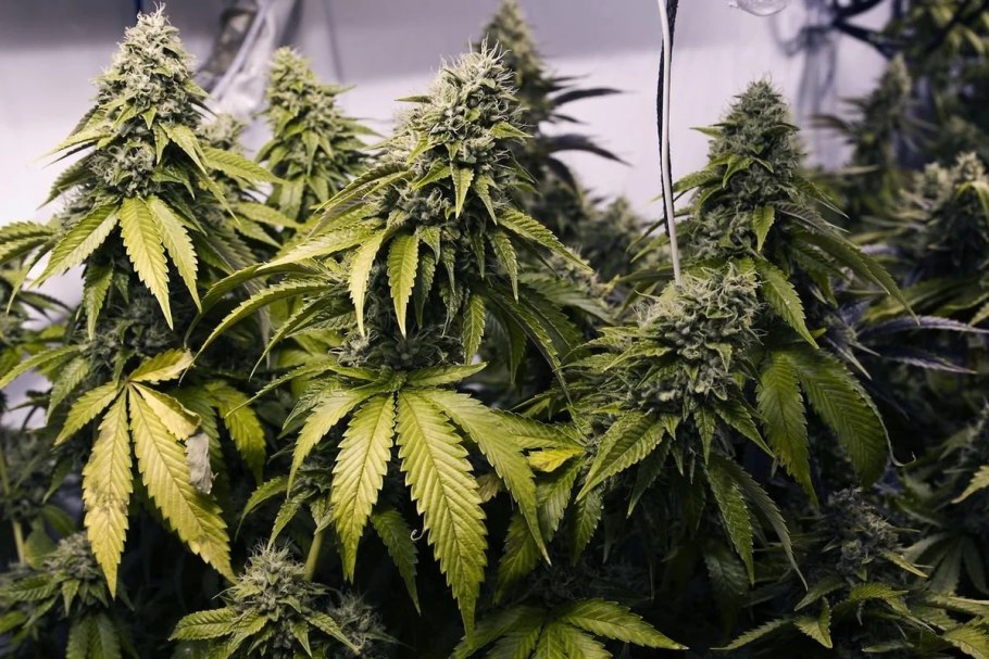 Конопля Индика