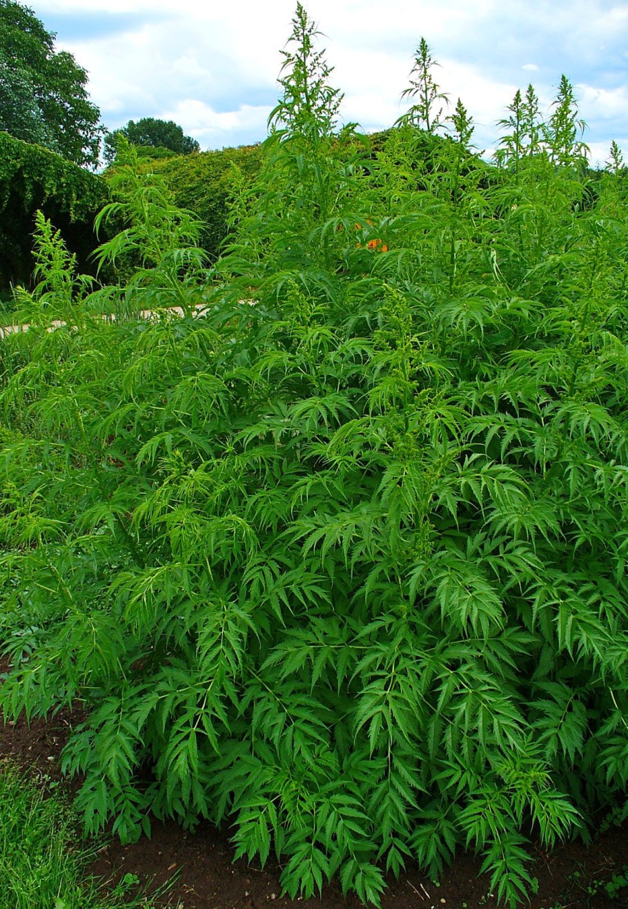 Каннабис сатива