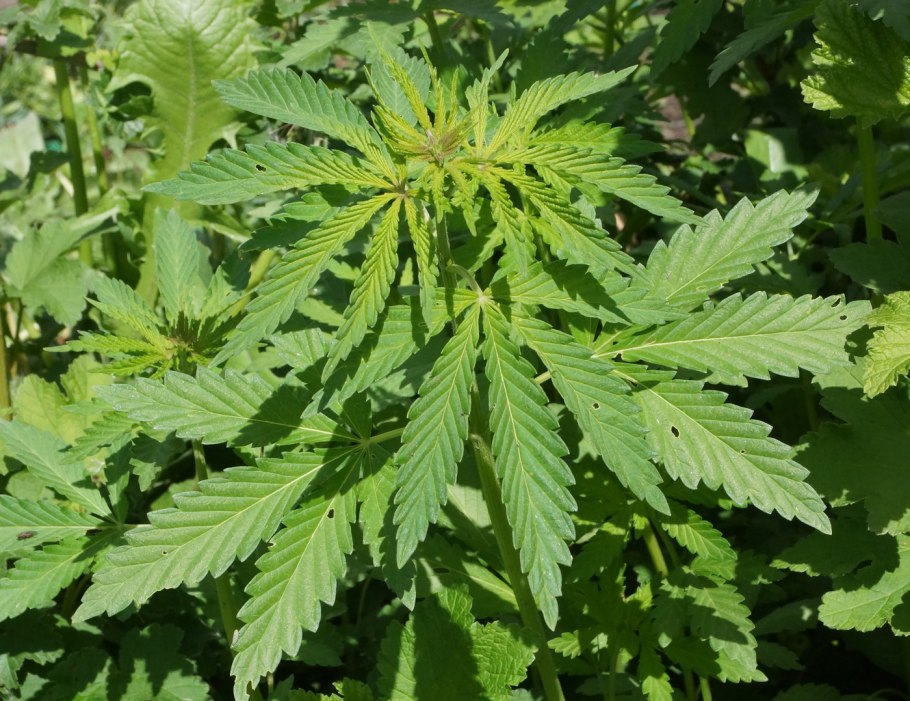 Анаша растение