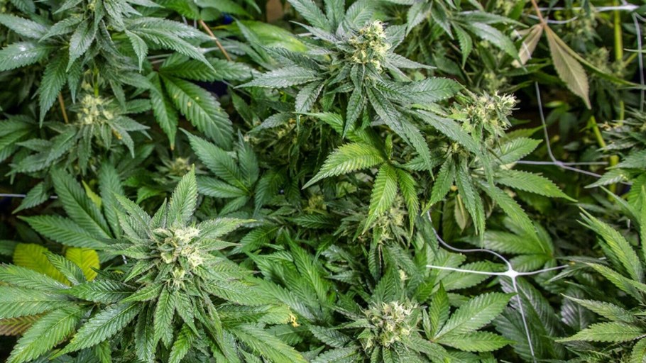 Шмаль Индика