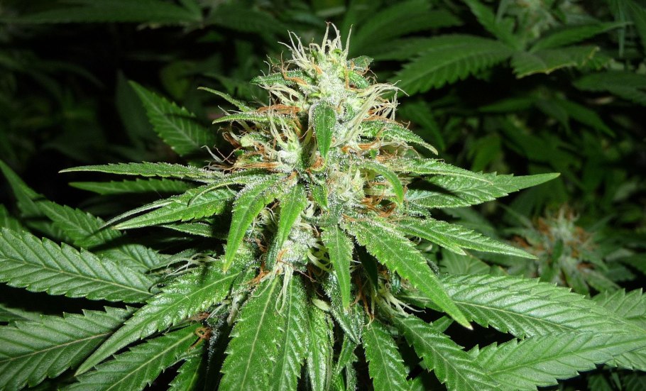 Каннабисная группа
