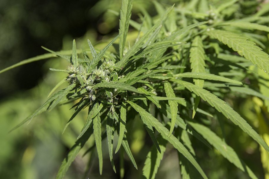 Трава бошки канабис