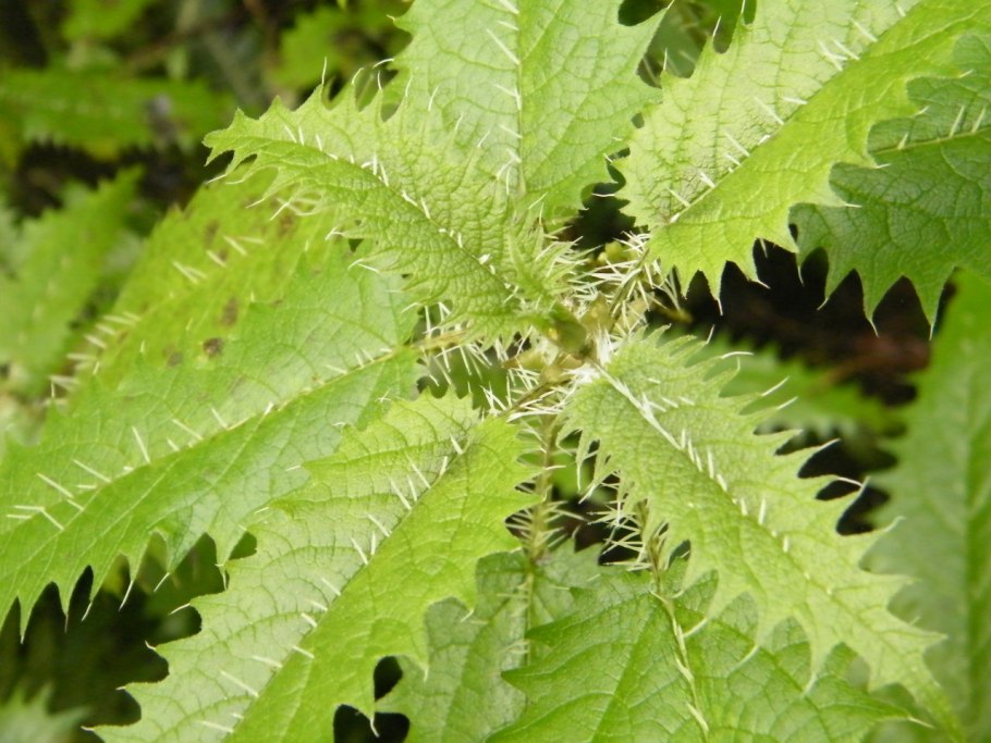 Трава канабис