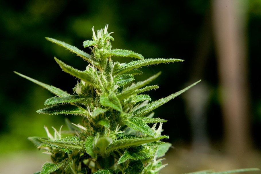 Конопля сатива