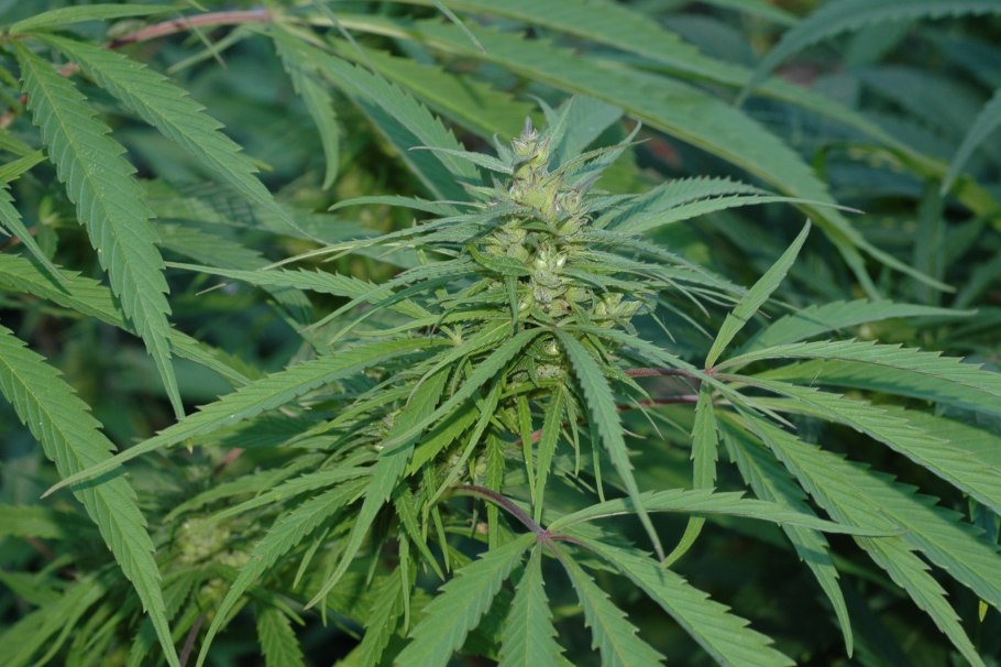 Конопля (растение рода Cannabis)