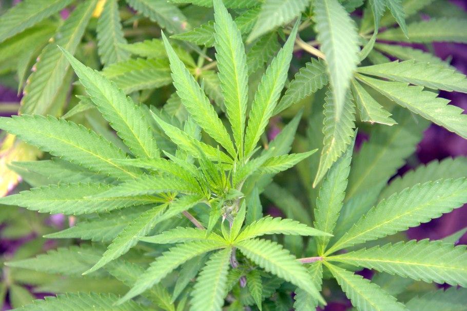 Конопля Рудералис