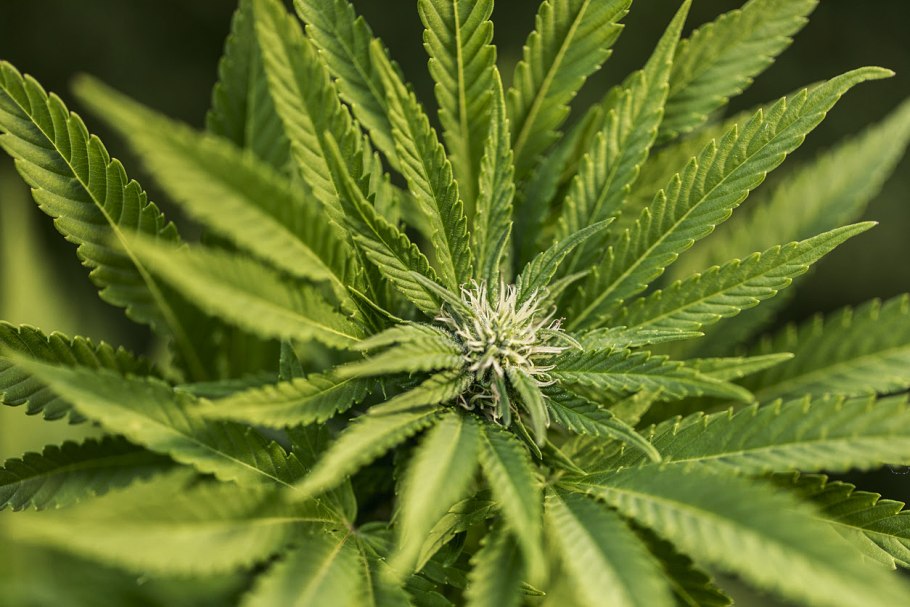 Cannabis Sativa конопля