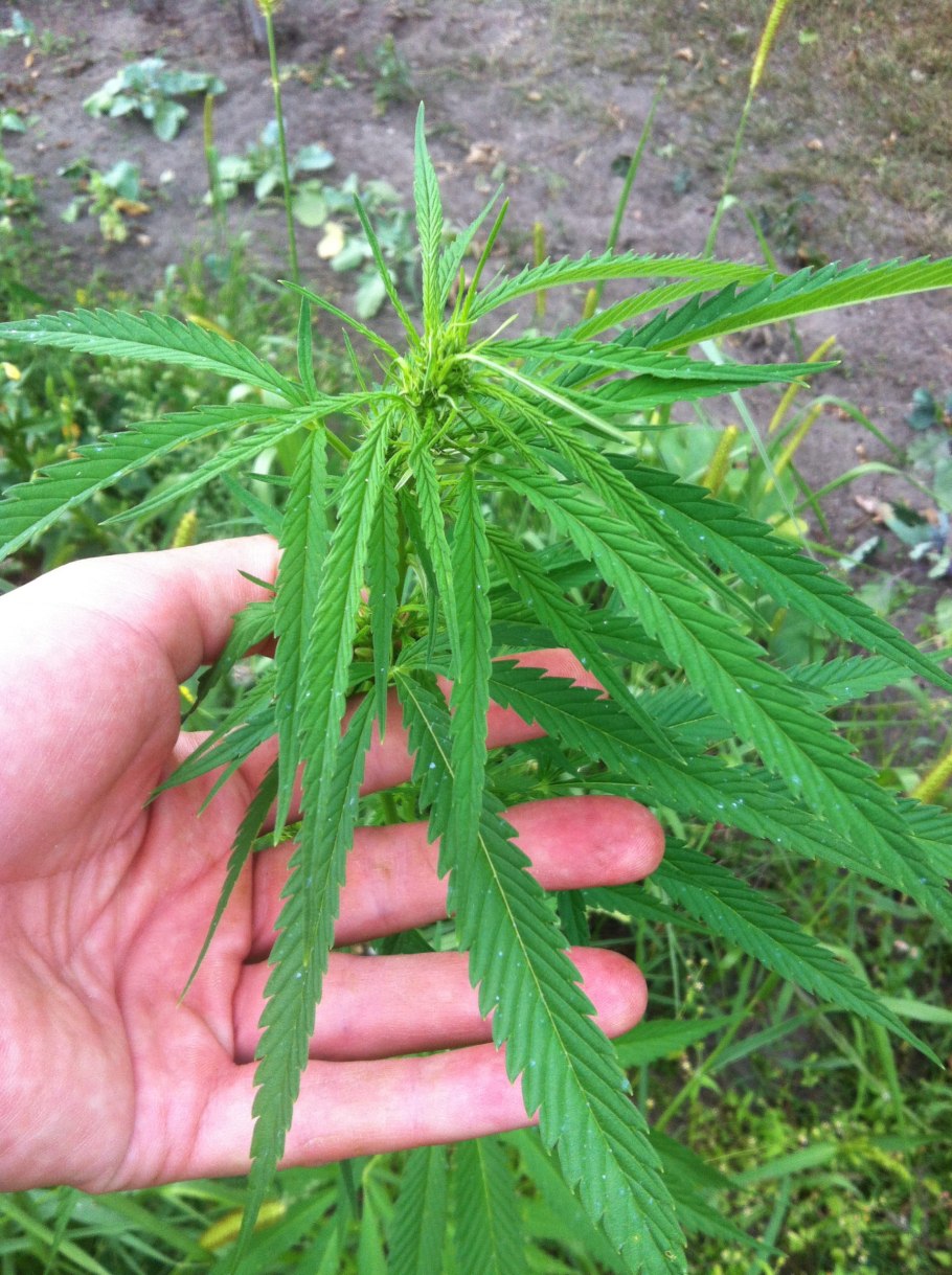 Крапива Сибирская