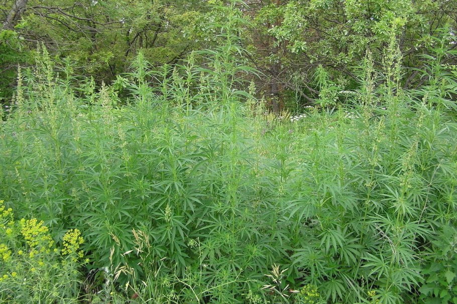 Травка конопля